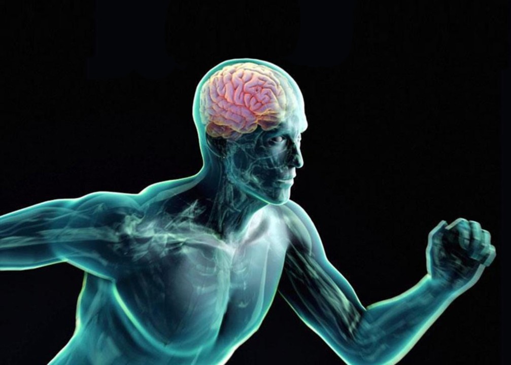 Discover the Link Between Regular Physical Activity and Expansive Brain Volume