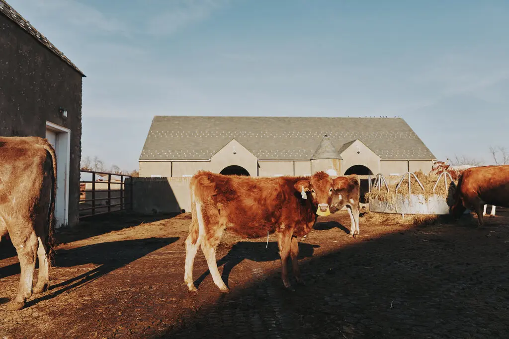 The U.S.D.A. announced last week that a bird flu virus had been confirmed in dairy herds in Texas and Kansas and then in an additional herd in Michigan.