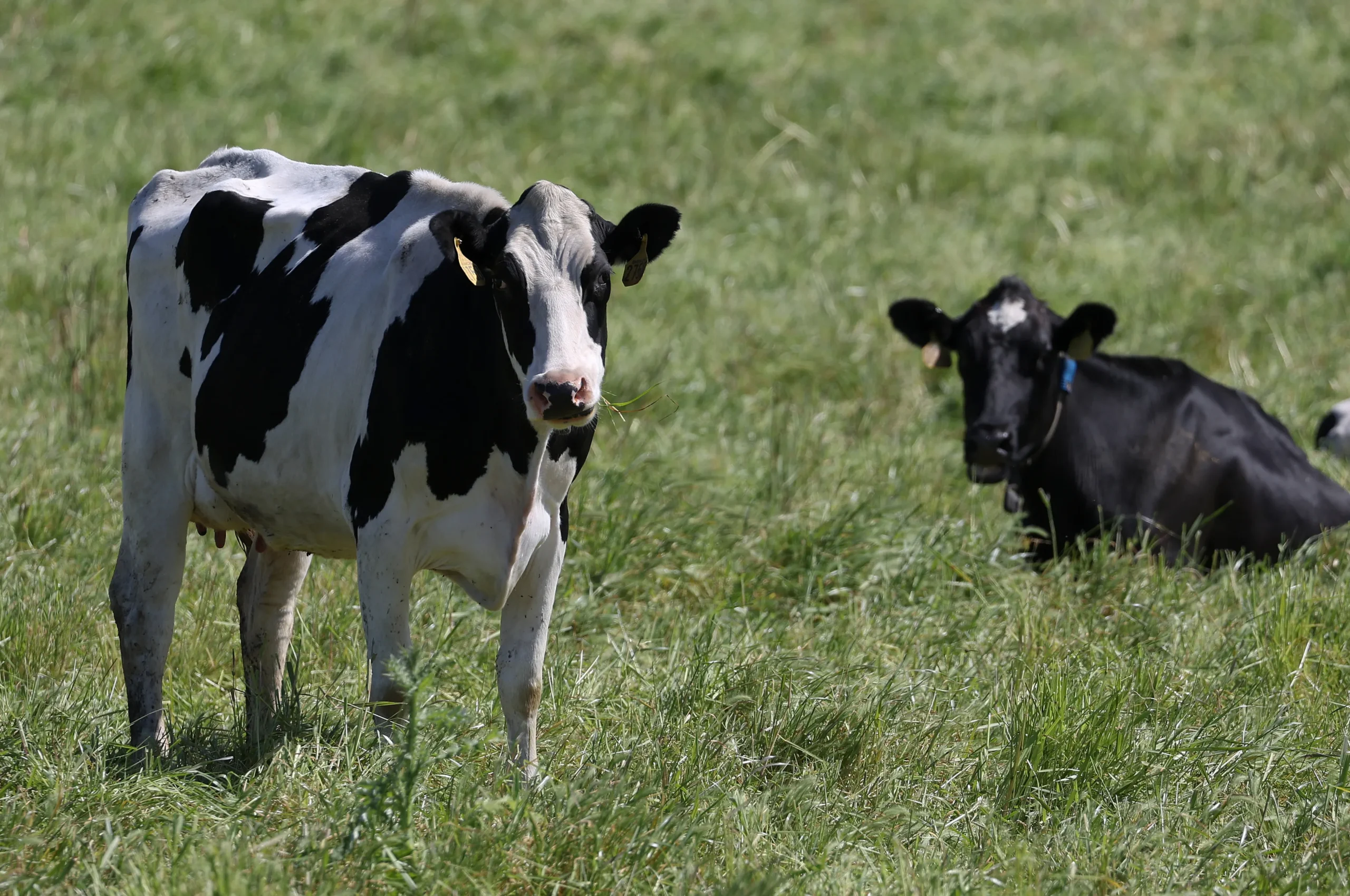 Raw milk sales rise despite bird flu warnings.