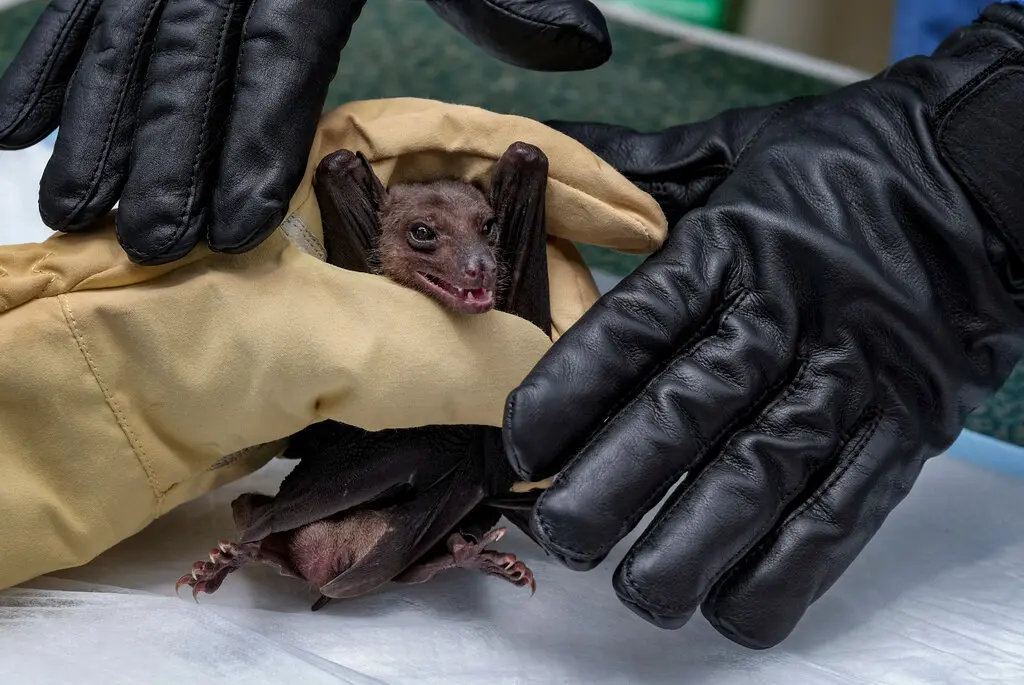 A fruit bat in 2018 in Uganda. U.S. travelers to Rwanda are being advised to avoid areas where there might be bats.